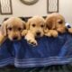 AKC Golden Retriever Puppies