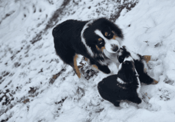 Mini Australian Shepherd