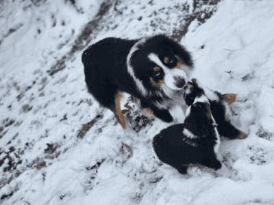Mini Australian Shepherd