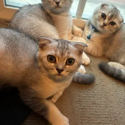 Scottish Fold & Straight Kittens (GREEN EYES)