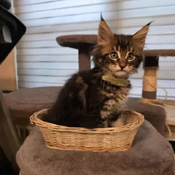 Maine Coon kittens
