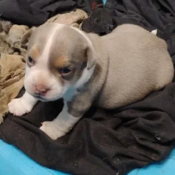 American bully Puppies
