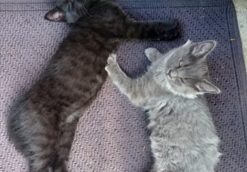 Kittens