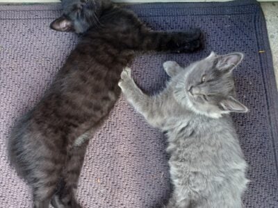 Kittens