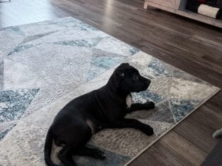 “Sweet 8–12 Week Old Pit Bull Puppy – Friendly, Ca