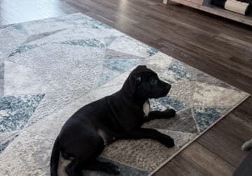 “Sweet 8–12 Week Old Pit Bull Puppy – Friendly, Ca