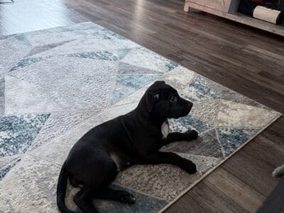 “Sweet 8–12 Week Old Pit Bull Puppy – Friendly, Ca