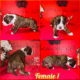 American Staffordshire Terrier Bully UKC/ABR