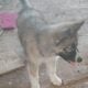 Augoti Husky puppy