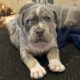 Blue Tri Merle XL American Bully