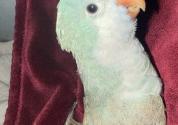 Baby Blue Quaker Parrot