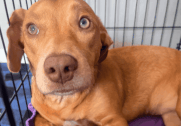 sweet dog needing new home ASAP