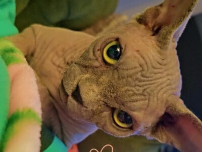 Sphynx male