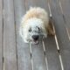 Mini poodle/dashound