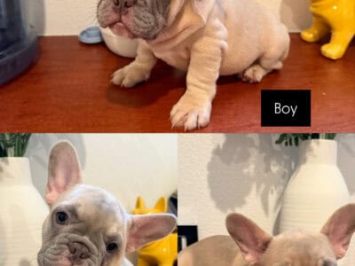 French Bulldog Puppies