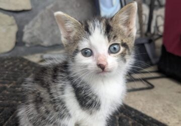 Three male kittens
