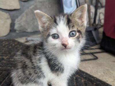 Three male kittens