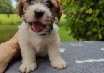 Shorty jack Russells