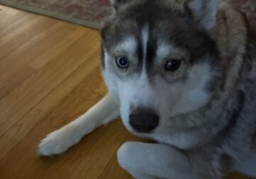 Free Husky