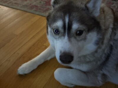 Free Husky