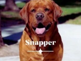 English Labrador Retriever Stud Service ONLY!