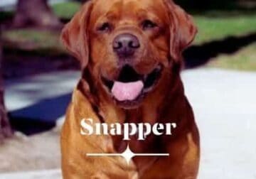 English Labrador Retriever Stud Service ONLY!
