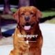 English Labrador Retriever Stud Service ONLY!