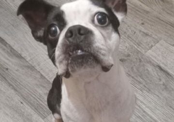 Ckc boston terrier
