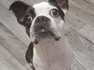 Ckc boston terrier