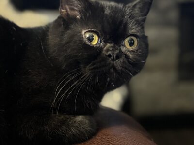 Exotic shorthair male