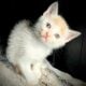 Free kittens to good home