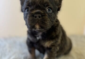 French bulldogs