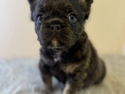 French bulldogs