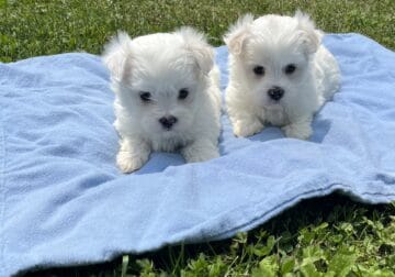 Maltese Male Puppies For Sale
