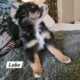 Minature Australian Shepherds