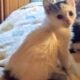Maine Coon Mix Kittens need good Homes