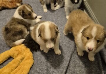 Sheltie puppies akc registered
