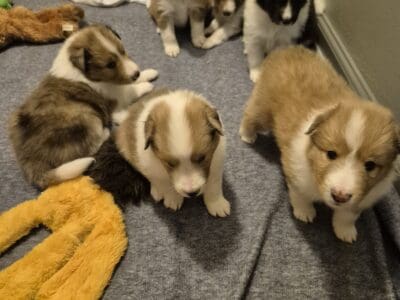 Sheltie puppies akc registered