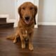 Rehoming AKC Golden Retriever