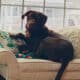 Loving Chocolate Lab in need of home