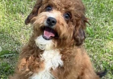 Male cavapoo