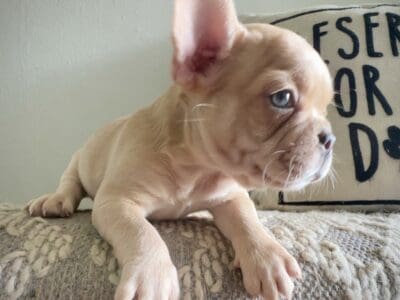 Fawn Merle French Bulldog Male – Buddy