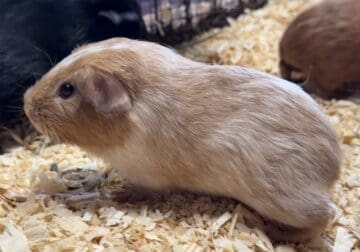 Guinea Pigs
