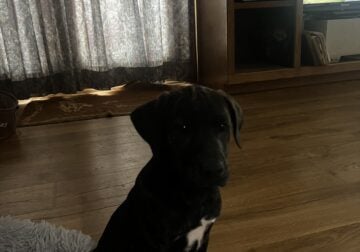 OMCBA Mountain Cur puppy