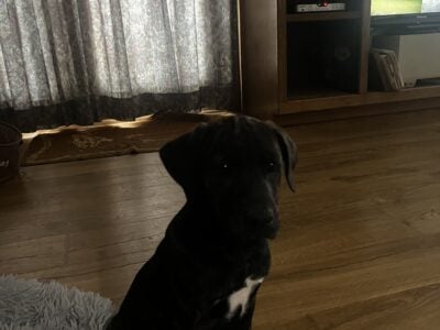 OMCBA Mountain Cur puppy