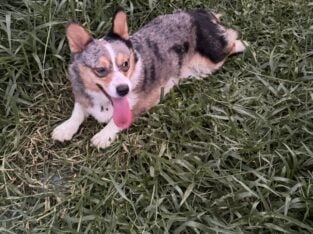 Pennbroke Welsh Corgi Male