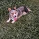 Pennbroke Welsh Corgi Male