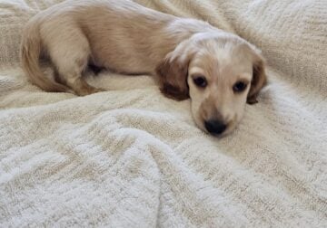 Mini Longhaired Dachshund Puppy