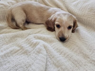 Mini Longhaired Dachshund Puppy
