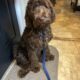 5 month old Goldendoodle chocolate